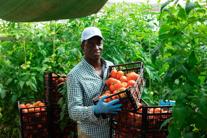 Farmer at Chieze Farm
